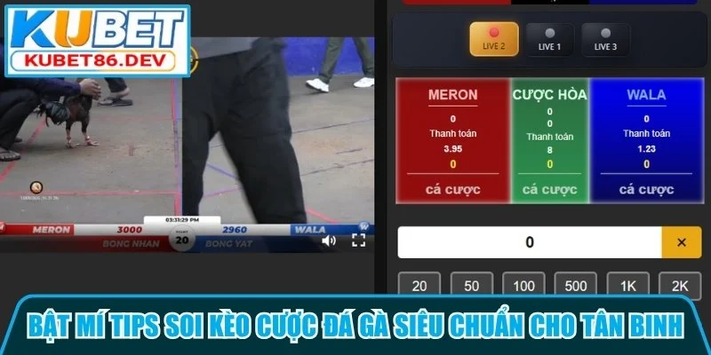 Bật mí tips soi kèo cược đá gà siêu chuẩn